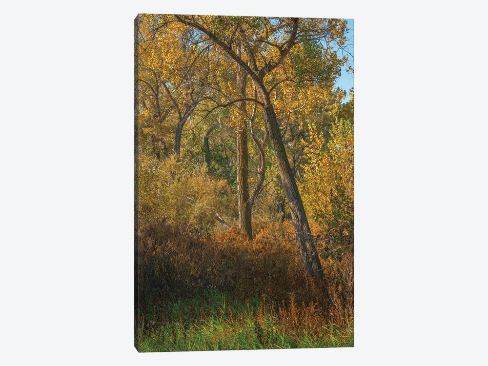 Feel The Colors Of Fall by Louis Ruth 1-piece Canvas Artwork