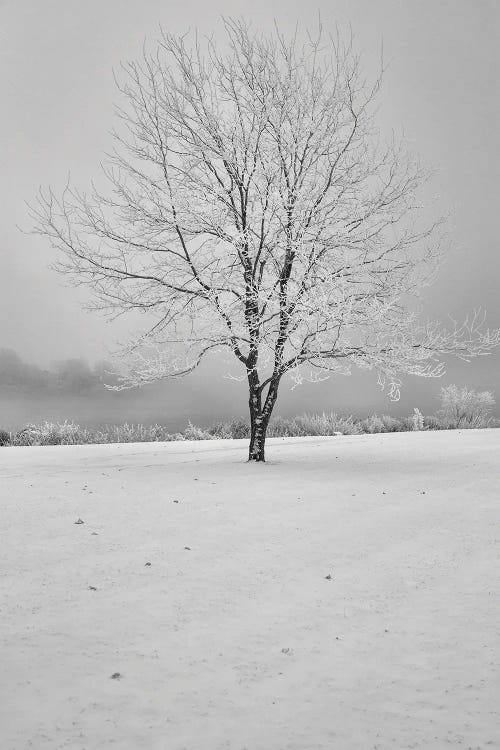 High Dynamic Winter Tree by Louis Ruth wall art