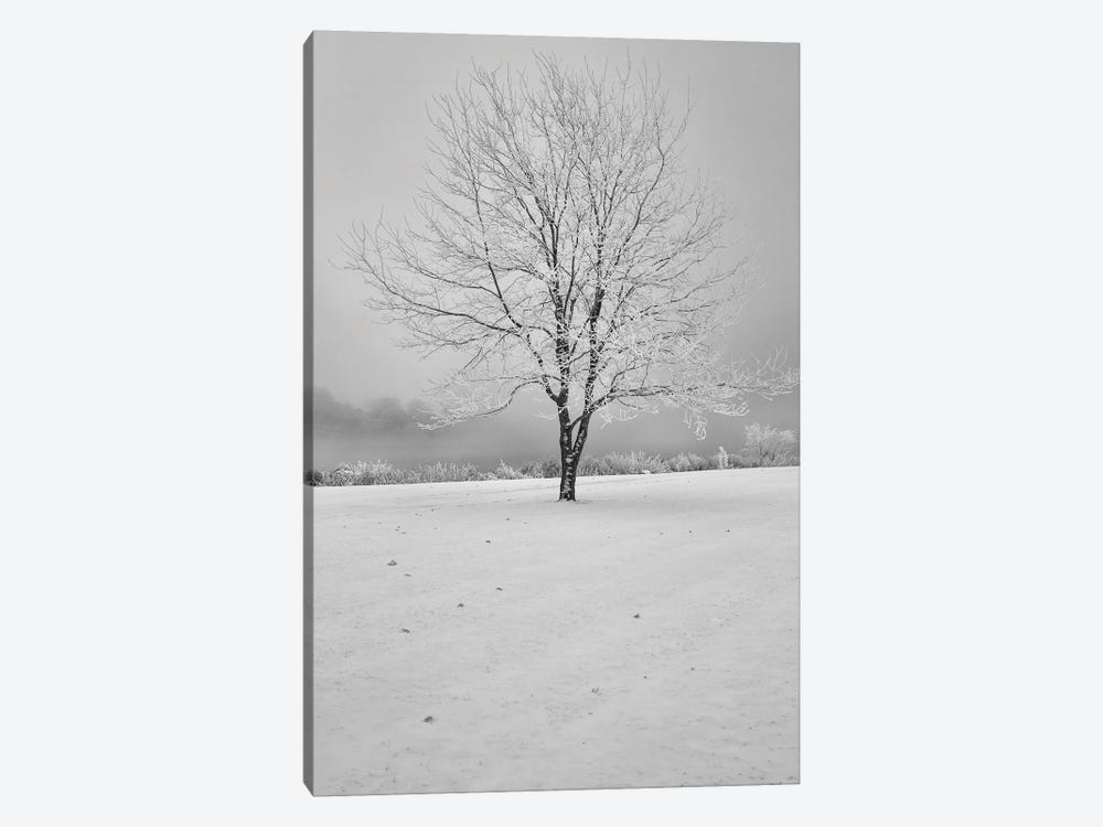 High Dynamic Winter Tree by Louis Ruth 1-piece Canvas Print