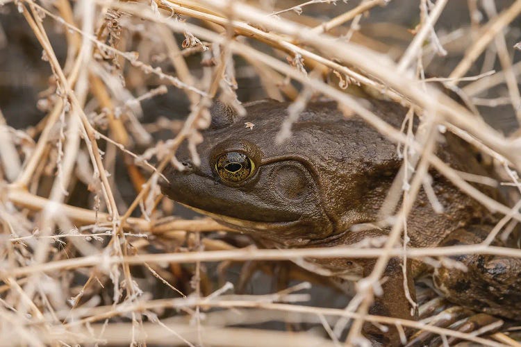 Frog Nesting