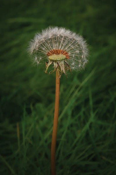 Dandelions: Its Sure A Dandi Lion by Louis Ruth