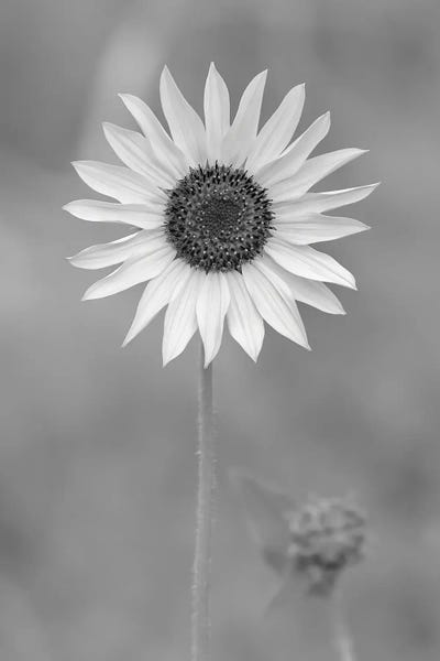 Daisies: Dynamic Daisy by Louis Ruth