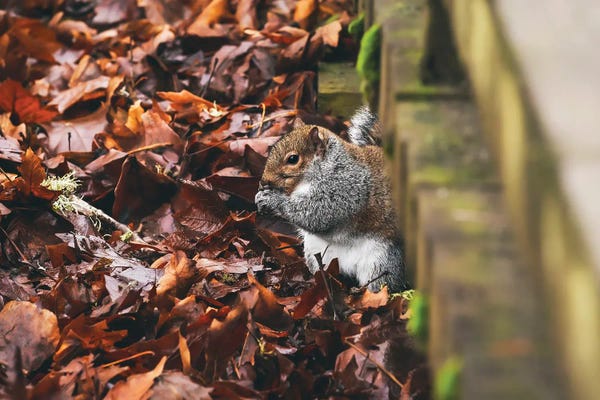 Louis Ruth: Hidden Squirrel by Louis Ruth