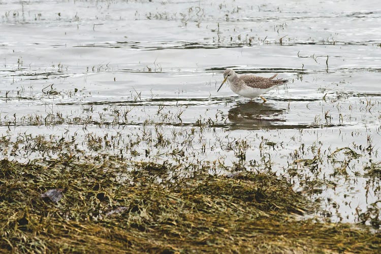 Sand Piper Water Fowl