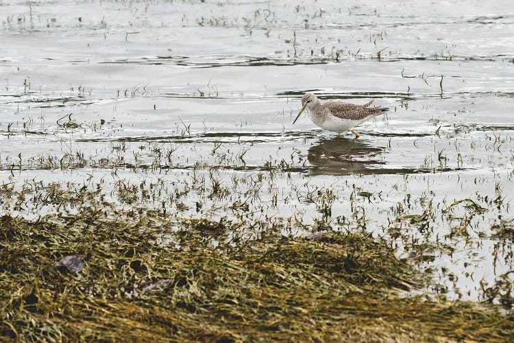 Sand Piper Water Fowl by Louis Ruth wall art