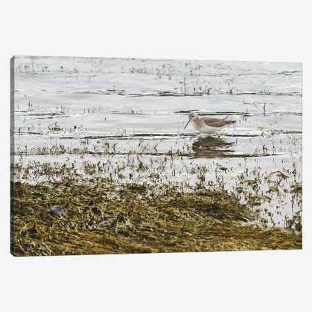 Sand Piper Water Fowl Canvas Print #LRH290} by Louis Ruth Canvas Art