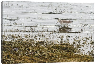 Sand Piper Water Fowl Canvas Art Print - Marsh & Swamp Art