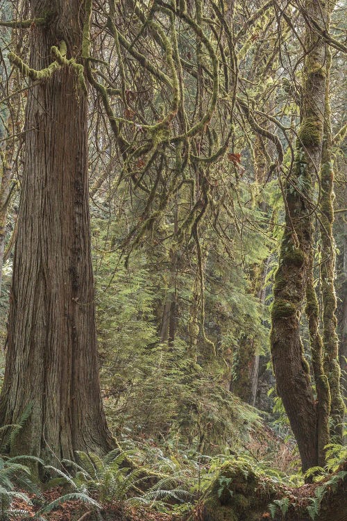 Tree Light 2020