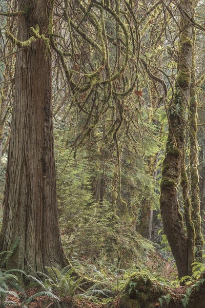 Louis Ruth: Tree Light 2020 by Louis Ruth