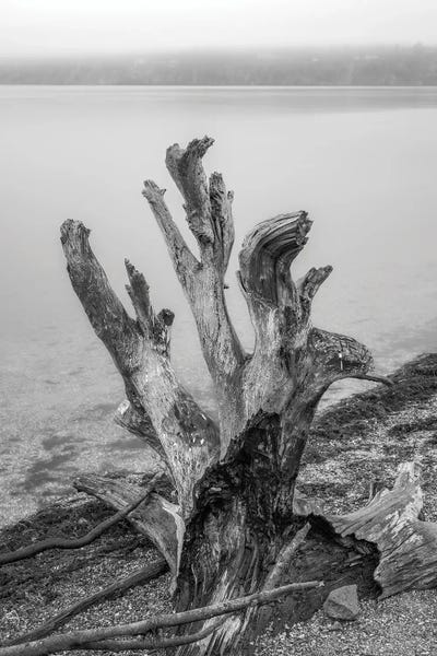 Gnarly Stump by Louis Ruth framed wall art