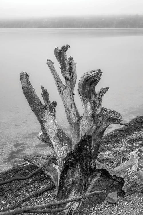 Gnarly Stump by Louis Ruth wall art