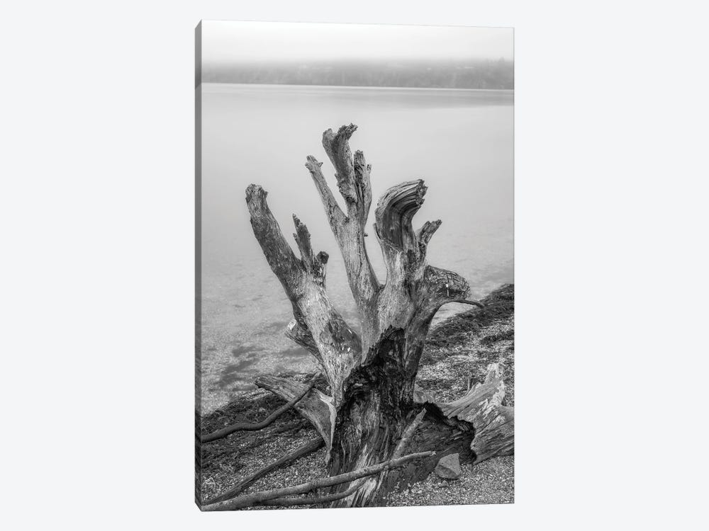 Gnarly Stump by Louis Ruth 1-piece Canvas Art