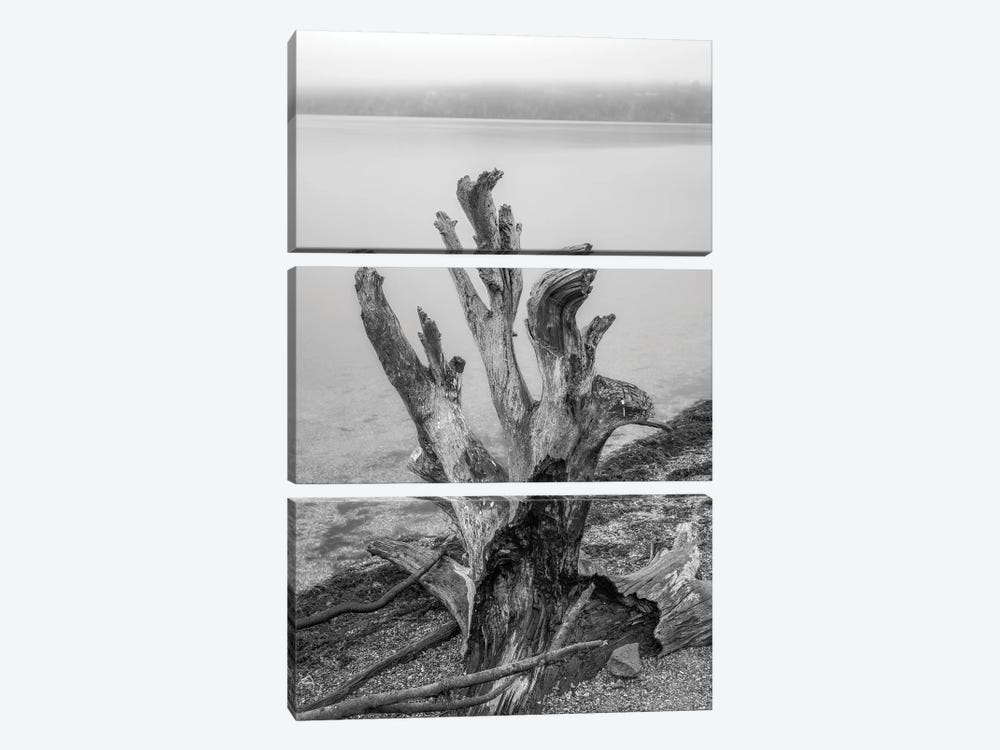 Gnarly Stump by Louis Ruth 3-piece Canvas Wall Art