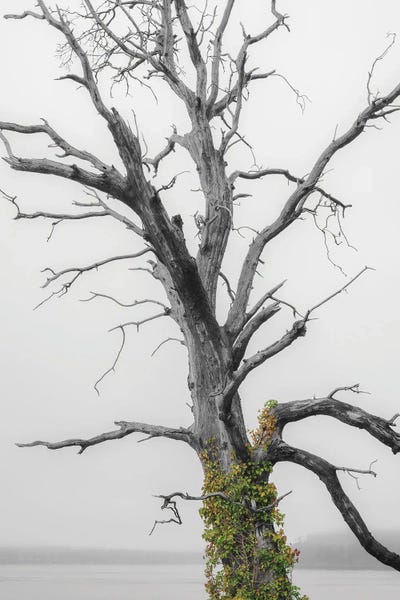 Louis Ruth: Color Splash Ivy by Louis Ruth