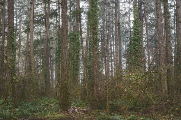 Louis Ruth: Climbing Ivy 2021 by Louis Ruth