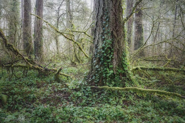 Louis Ruth: Floor Of Ivy 2021 by Louis Ruth