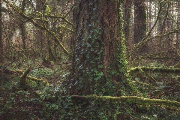 Louis Ruth: Ivy Take Over 2021 by Louis Ruth