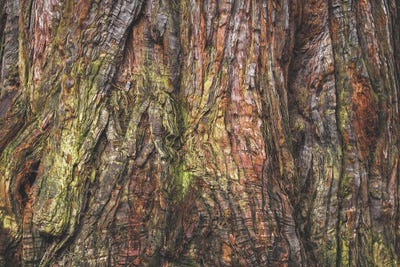 Sequoia Tree Bark by Louis Ruth gallery poster