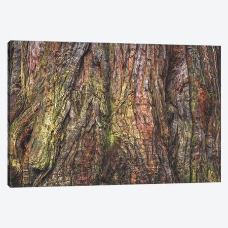 Sequoia Tree Bark Canvas Print #LRH307} by Louis Ruth Canvas Art Print