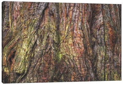 Sequoia Tree Bark Canvas Art Print - Sequoia Tree Art