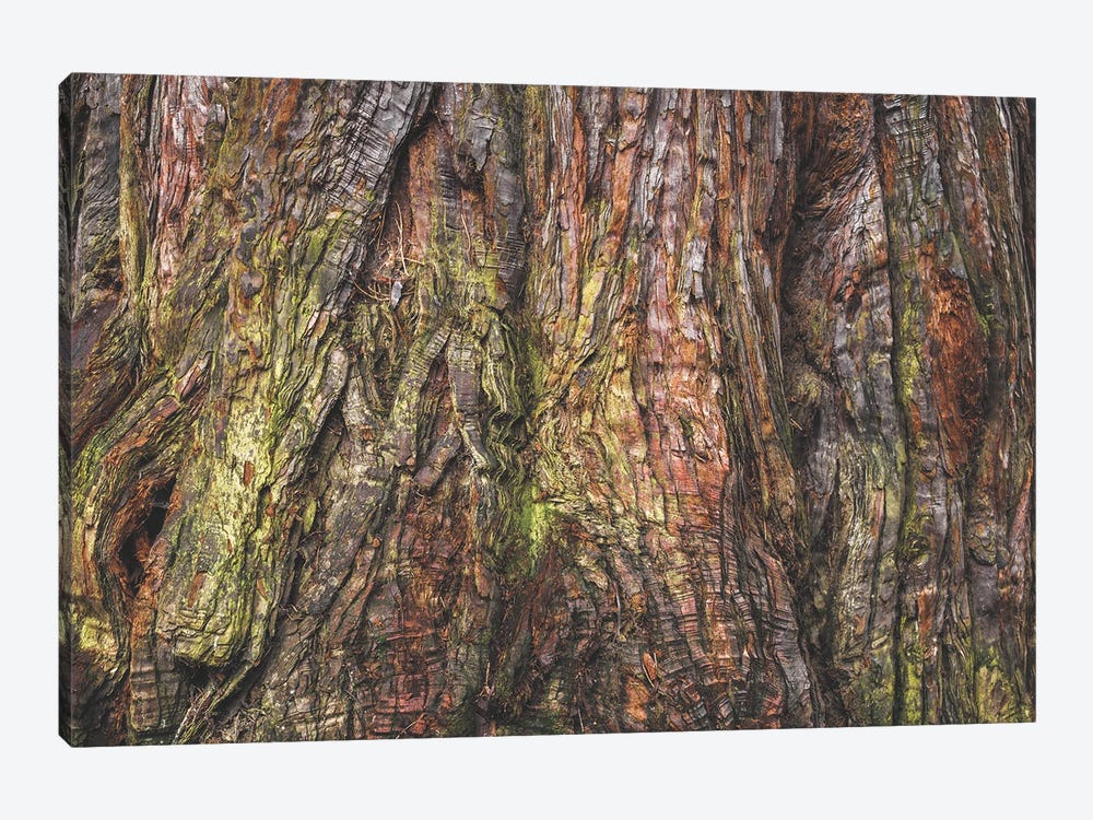 Sequoia Tree Bark by Louis Ruth 1-piece Art Print