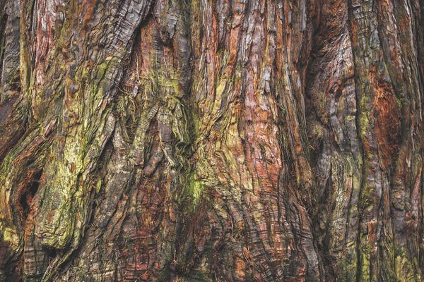 Sequoia Trees: Sequoia Tree Bark by Louis Ruth