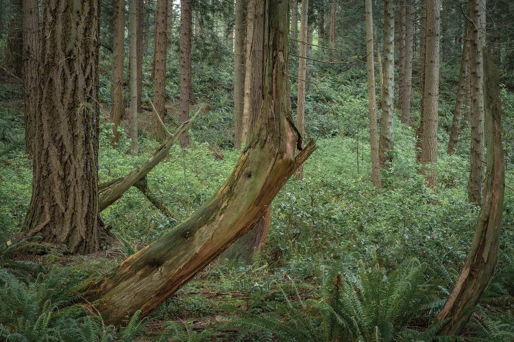 Slanted Trees