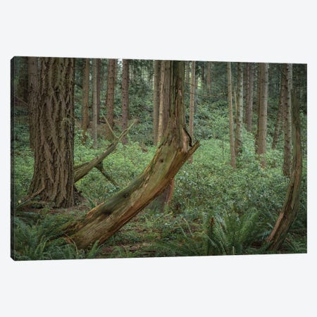 Slanted Trees Canvas Print #LRH308} by Louis Ruth Canvas Art