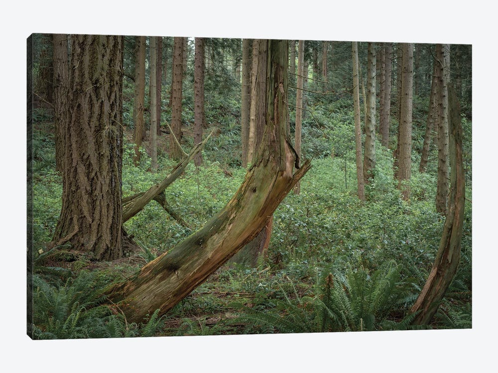 Slanted Trees by Louis Ruth 1-piece Canvas Art