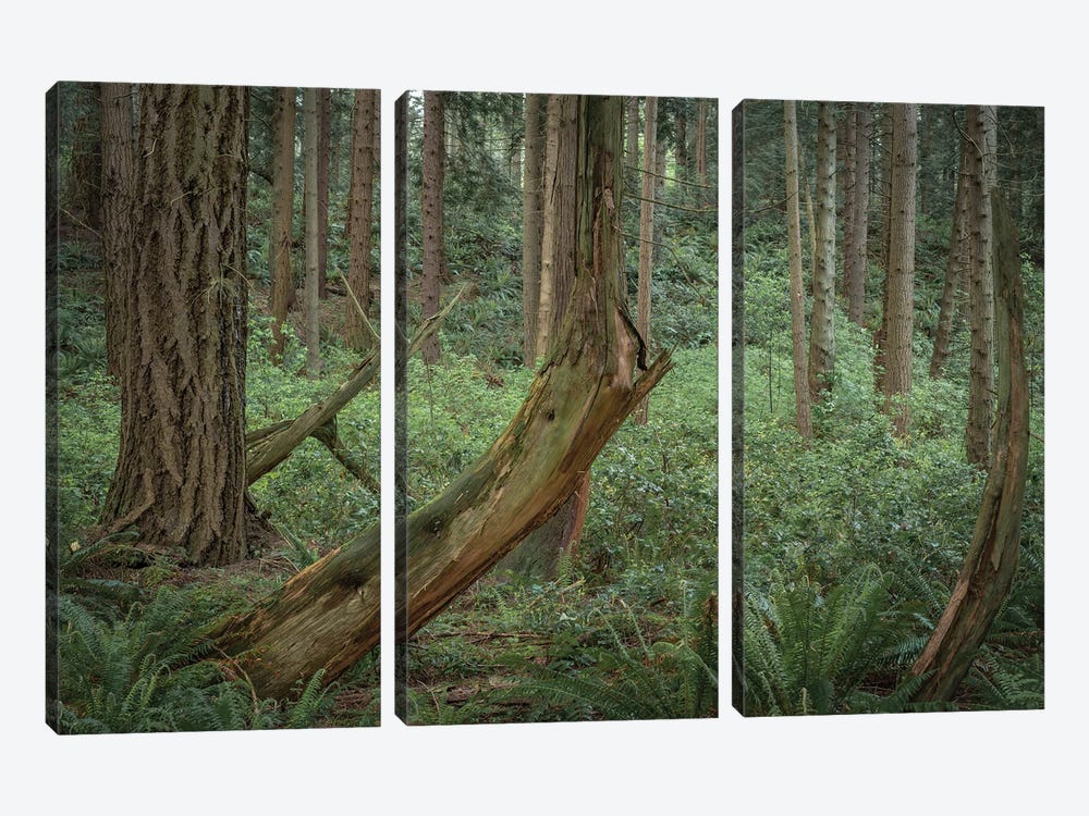 Slanted Trees by Louis Ruth 3-piece Canvas Art