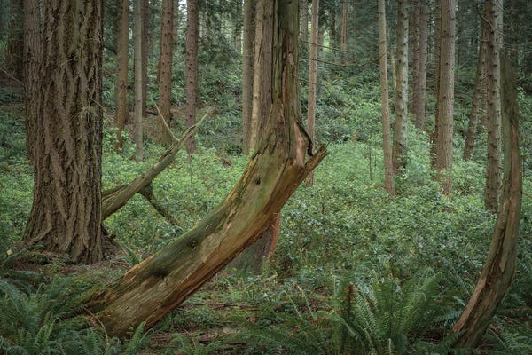 Louis Ruth: Slanted Trees by Louis Ruth