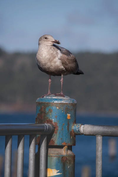 Louis Ruth: Seagull Portrait by Louis Ruth