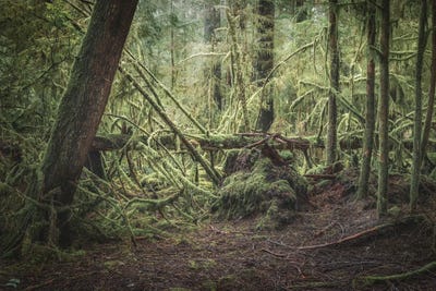 The Fallen by Louis Ruth canvas print