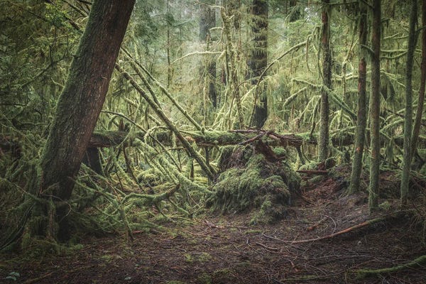 Louis Ruth: The Fallen by Louis Ruth