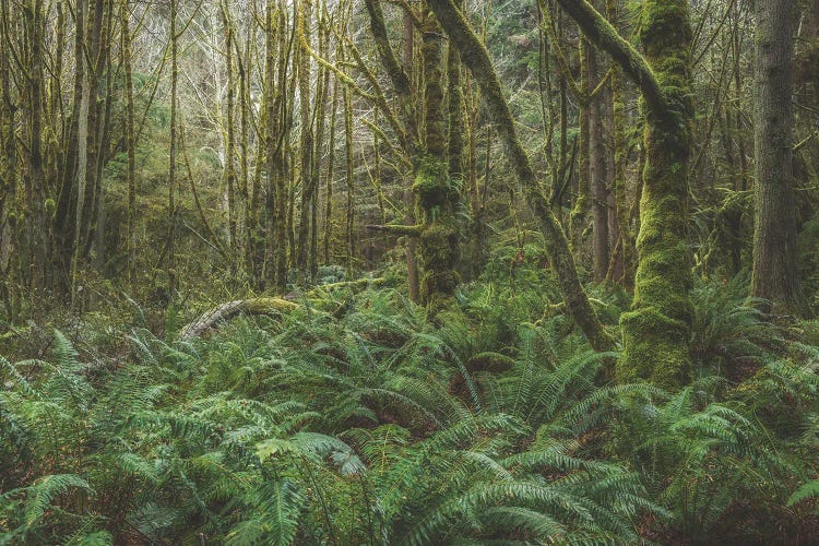 Lost In Defiance by Louis Ruth wall art
