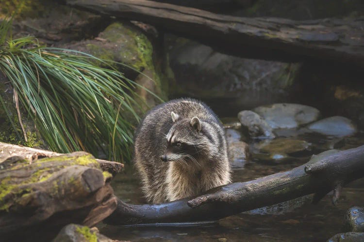 A Coon Bath