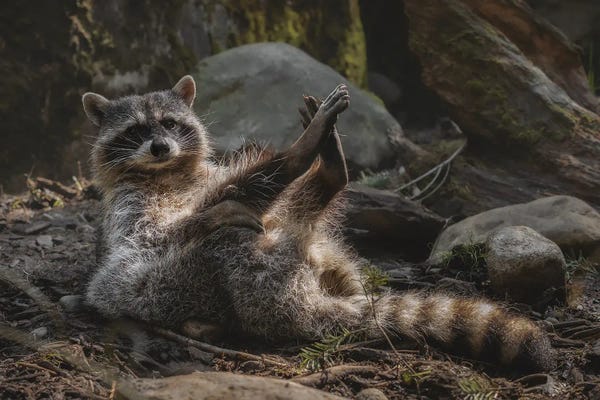 Louis Ruth: Kickin Back Coon by Louis Ruth