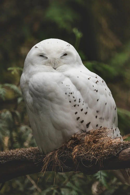 Snowy Barn Owl