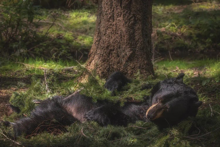 Bear Nap