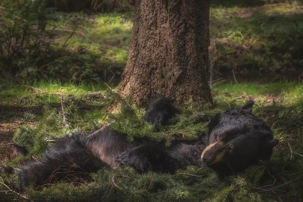 Louis Ruth: Bear Nap by Louis Ruth
