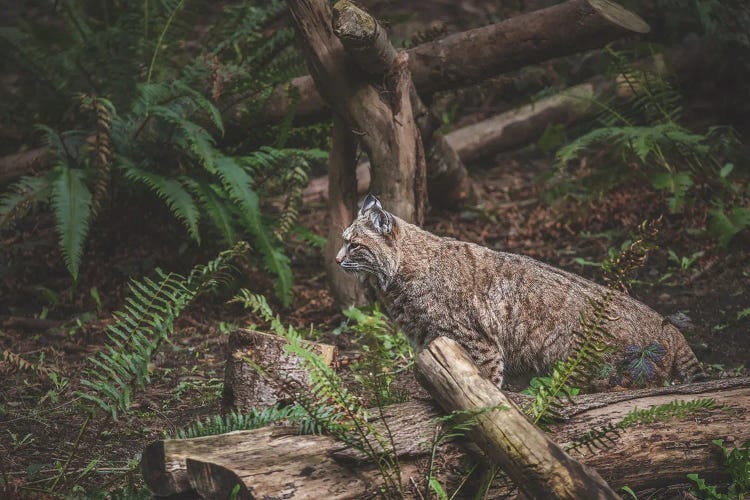 Hidden Bobcat by Louis Ruth wall art