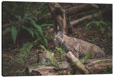 Hidden Bobcat Canvas Art Print - Cougars