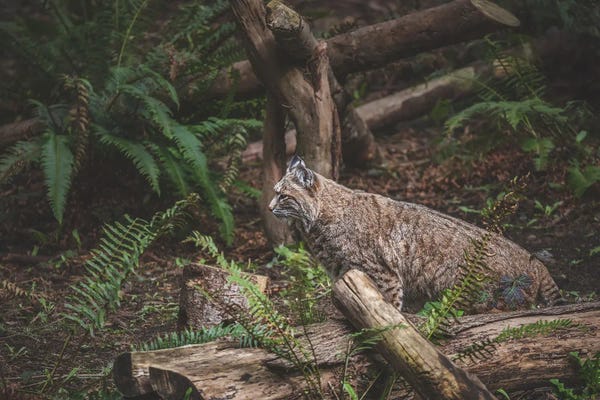 Louis Ruth: Hidden Bobcat by Louis Ruth
