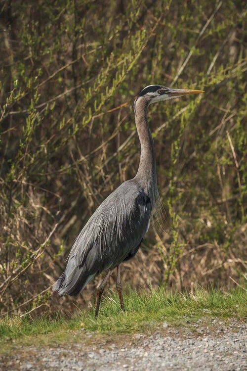 Great Blue Heron Pose