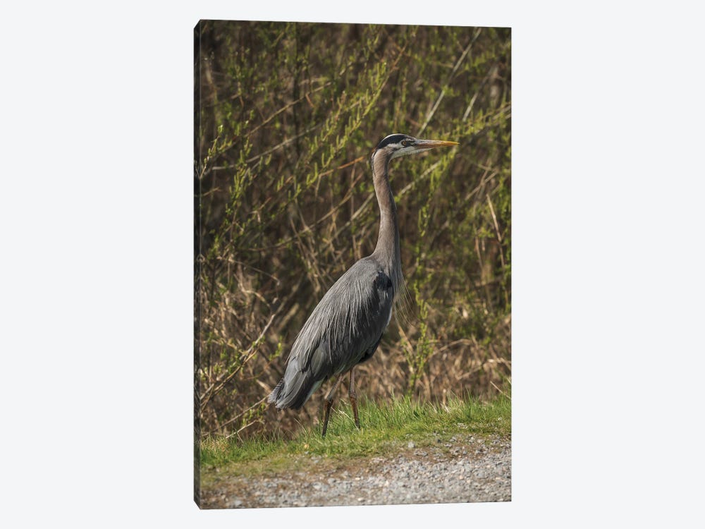 Great Blue Heron Pose by Louis Ruth 1-piece Canvas Art