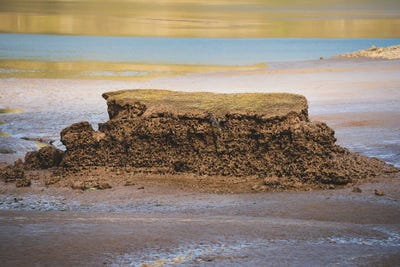 Seal Landing 2021 by Louis Ruth canvas print