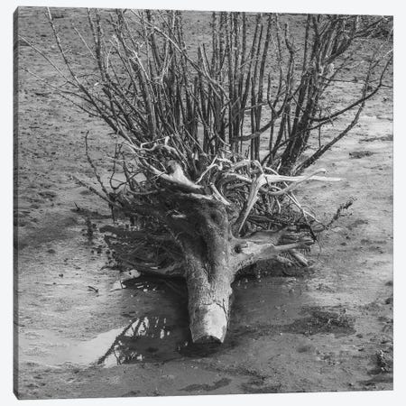 Rooted Canvas Print #LRH340} by Louis Ruth Canvas Artwork