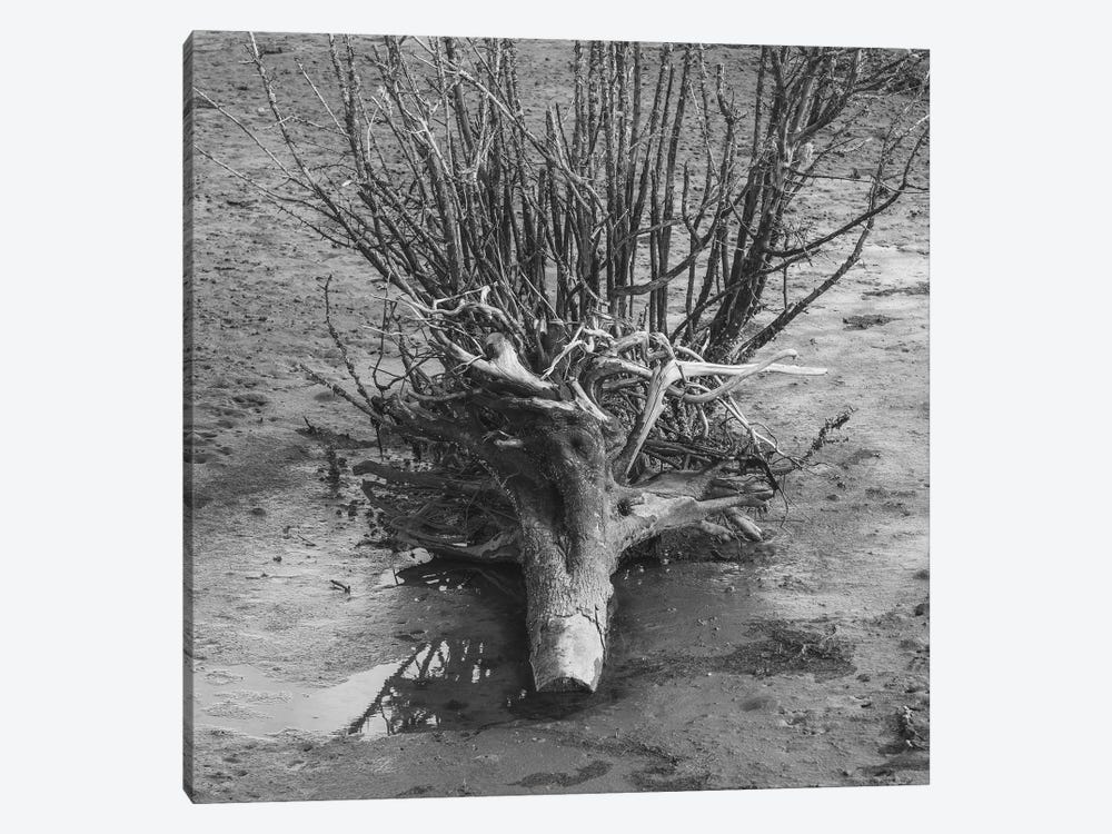 Rooted by Louis Ruth 1-piece Canvas Wall Art
