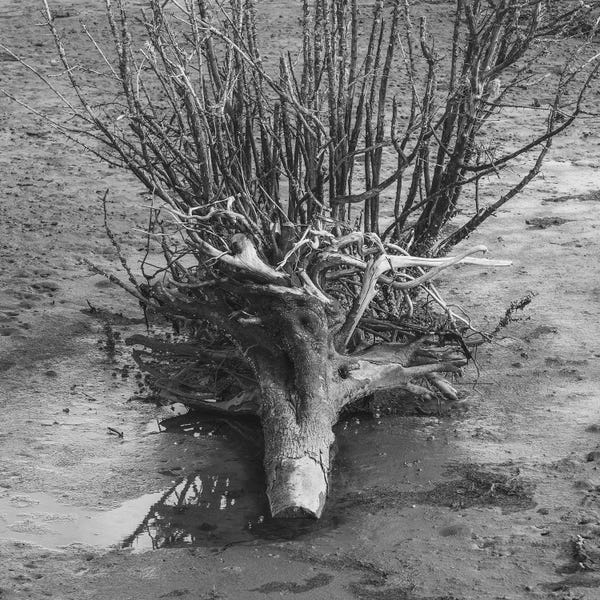 Louis Ruth: Rooted by Louis Ruth