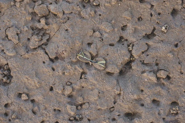 Louis Ruth: Lost by Louis Ruth